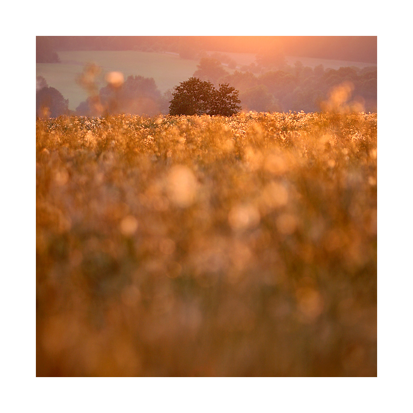 009 - Summer's meadows  