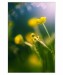 015 - Sunny flowers
