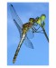 020 - Dragonfly