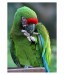 012 - Bird pedicure