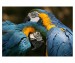 014 - Love between the parrots