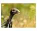 015 - Vulturine Guineafowl (Acryllium vulturinum)