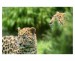 021 - Leopards I