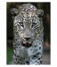 023 - Persian leopard