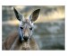 026 - Red kangaroo