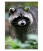 027 - Raccoon
