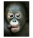 003 - Orangutan Budi III
