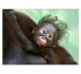 004 - Orangutan Budi IV