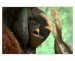 007 - Bornean orangutan I