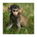 034 - Zvědavá opička