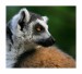 038 - Lemur catta I