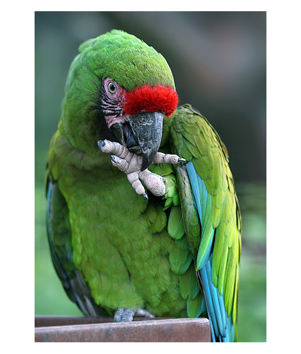 012 - Bird pedicure