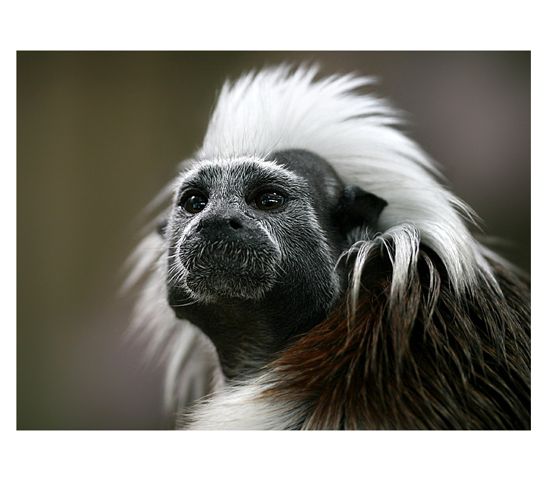 032 - Saguinus oedipus