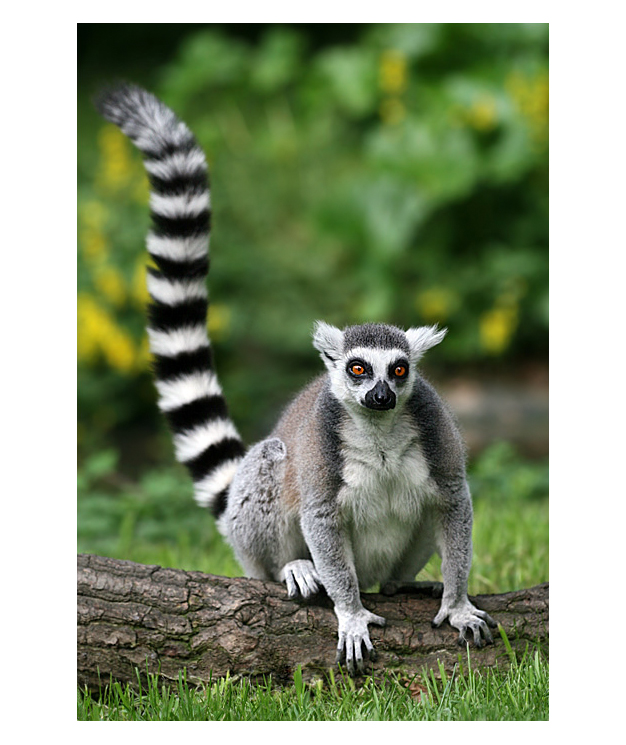 042 - Lemur kata V