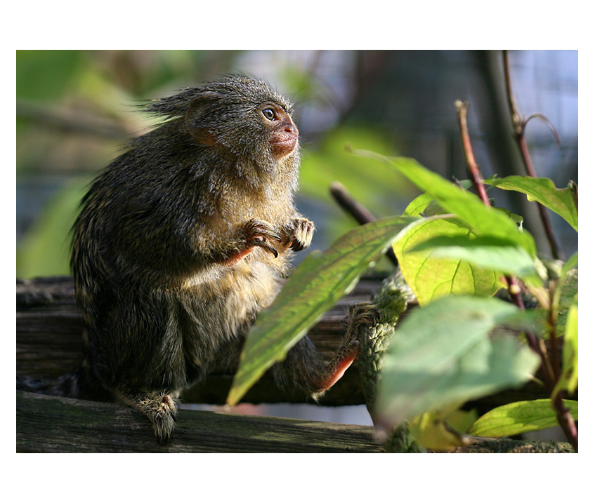 043 - Marmoset (Callithrix pygmaea)