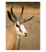 019 - Antilopa
