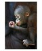 002 - Orangutan Budi II