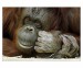 008 - Bornean orangutan II