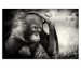 012 - Orangutan Budi I