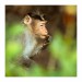 023 - Macaque I