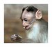 033 - Macaque
