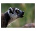 039 - Lemur kata II