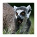 040 - Lemur catta III