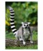 042 - Lemur catta V