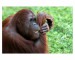 045 - Bornean orangutan